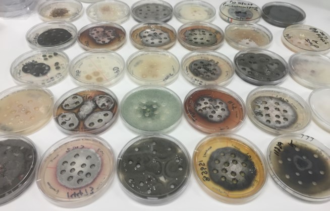 A group 30 fungi that are currently being tested by scientists. Photo / Supplied